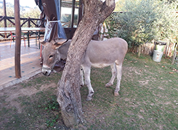 agriturismo massa lubrense